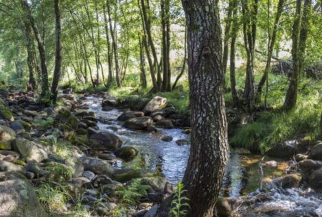 Cuatro rutas de otoño por Sierra de Gata y los mejores lugares para recoger setas