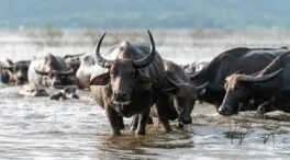 El mejor safari en Tanzania: aventura, naturaleza y respeto
