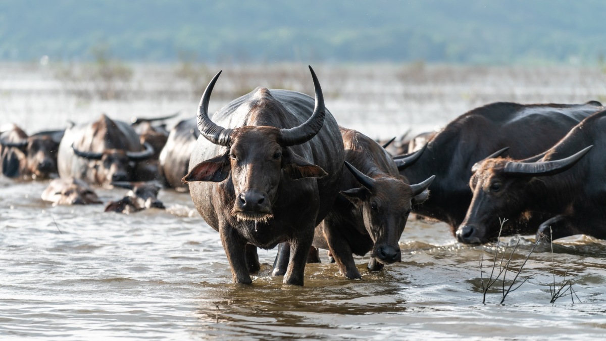 El mejor safari en Tanzania: aventura, naturaleza y respeto