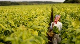 Canarias ya exporta más tabaco que plátanos y se encamina a un 2025 de récord