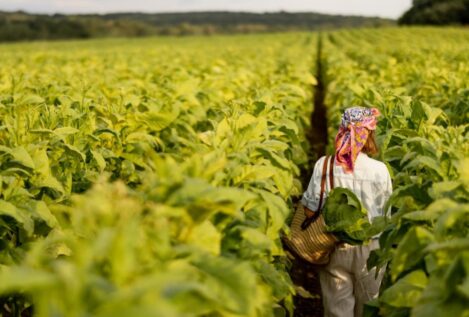 Canarias ya exporta más tabaco que plátanos y se encamina a un 2025 de récord