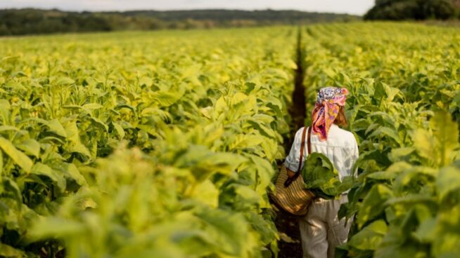 Canarias ya exporta más tabaco que plátanos y se encamina a un 2025 de récord