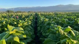 El fin de las ayudas al tabaco pone en peligro 19 millones para los agricultores españoles