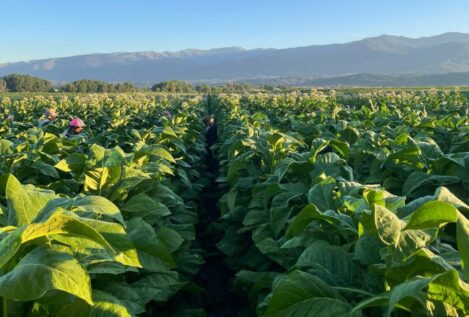 El fin de las ayudas al tabaco pone en peligro 19 millones para los agricultores españoles