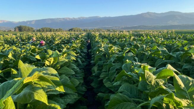 El fin de las ayudas al tabaco pone en peligro 19 millones para los agricultores españoles