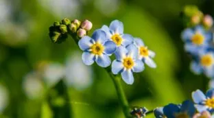 Tres flores para sembrar antes de que acabe octubre: coloridas y de rápido crecimiento