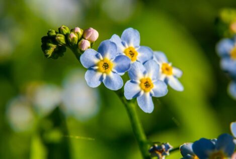 Tres flores para sembrar antes de que acabe octubre: coloridas y de rápido crecimiento