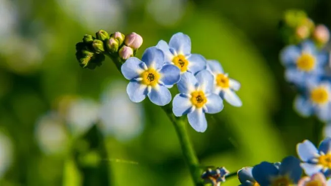 Tres flores para sembrar antes de que acabe octubre: coloridas y de rápido crecimiento