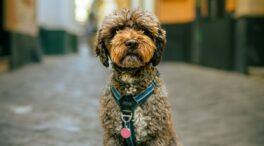 Nikon y su póquer de ases: estos son los mejores objetivos en montura Z