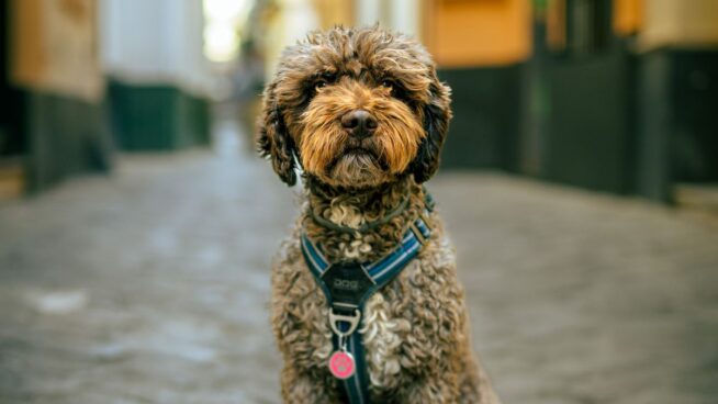 Nikon y su póquer de ases: estos son los mejores objetivos en montura Z