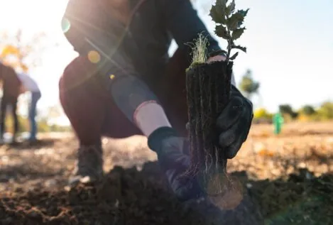 Retree, regenerando nuestro bien más preciado