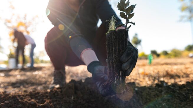 Retree, regenerando nuestro bien más preciado