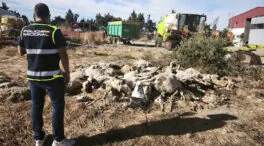 Detenido en Parla (Madrid) un hombre acusado de matar a 50 ovejas y maltratar a decenas más