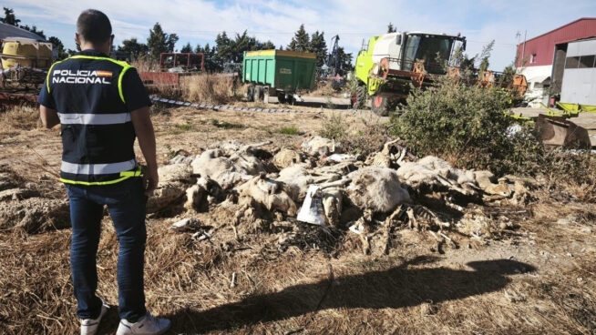 Detenido en Parla (Madrid) un hombre acusado de matar a 50 ovejas y maltratar a decenas más