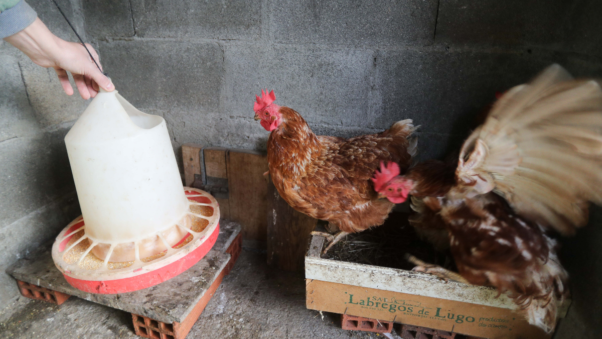 El Gobierno actualiza la norma sobre el uso de proteínas animales