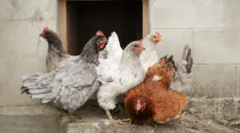 El Gobierno amplía el confinamiento de aves de cría a todas las granjas por la gripe aviar