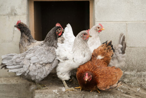 El Gobierno amplía el confinamiento de aves de cría a todas las granjas por la gripe aviar
