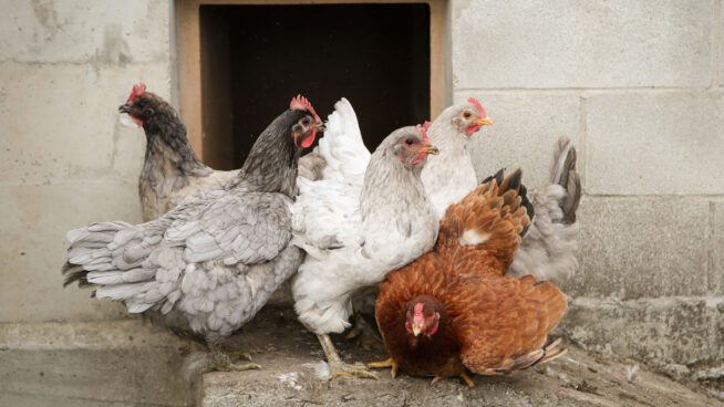 España levanta el confinamiento de las aves de corral al mejorar la situación de la gripe