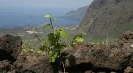 Vinos insulares: el viaje empieza al abrir la botella
