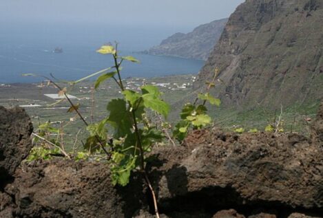 Vinos insulares: el viaje empieza al abrir la botella
