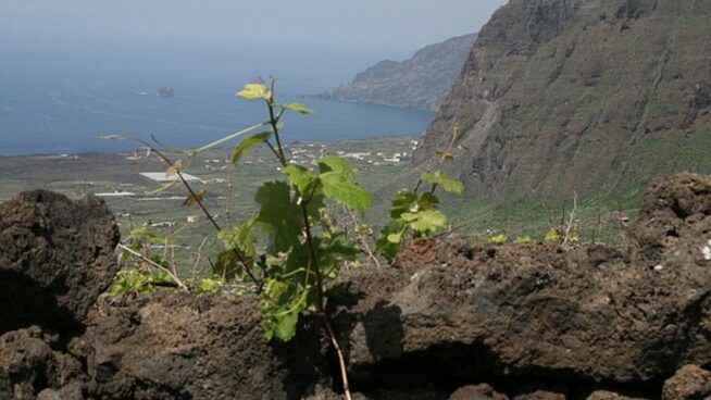 Vinos insulares: el viaje empieza al abrir la botella