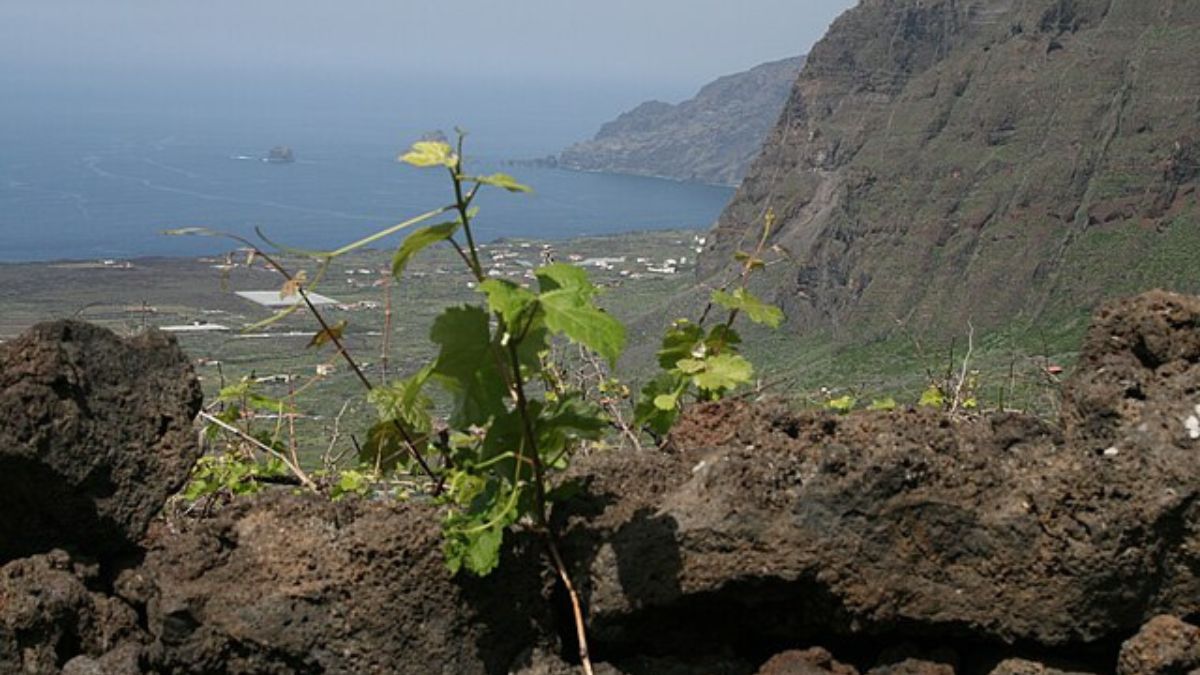 Vinos insulares: el viaje empieza al abrir la botella