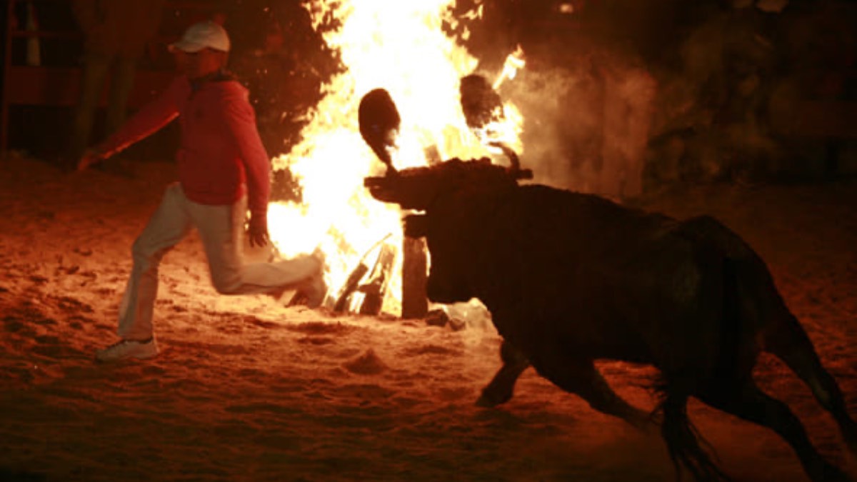 El Toro Jubilo de Medinaceli (Soria), en proceso para ser Bien de Interés Cultural inmaterial