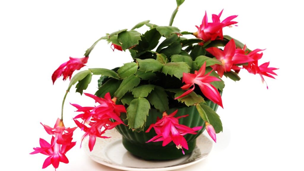 Cactus de Navidad. Canva