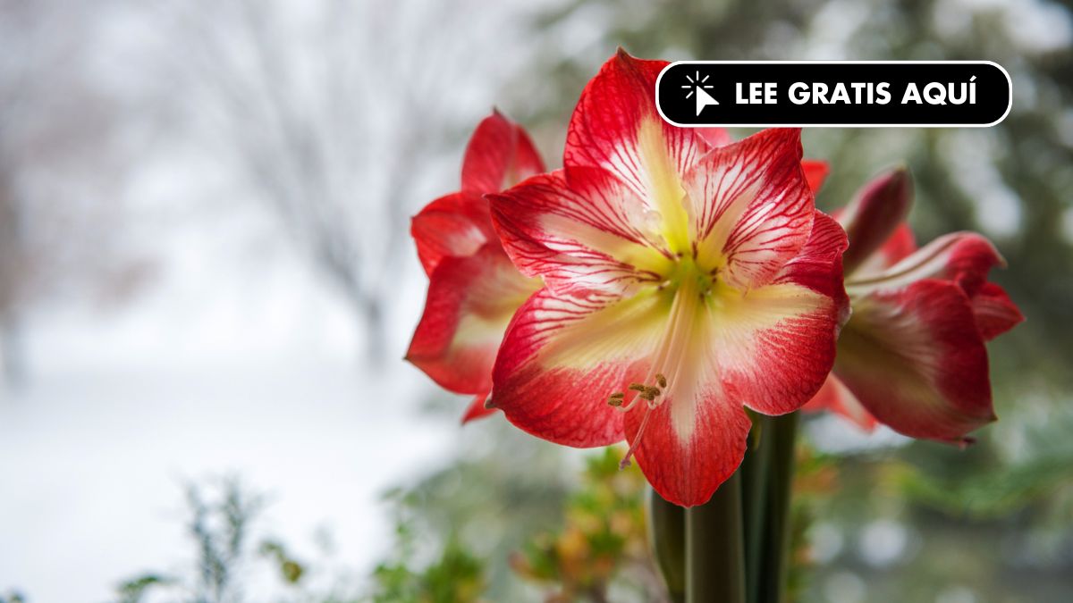 Adiós a la flor de Pascua: esta es la nueva tendencia de decoración para estas navidades