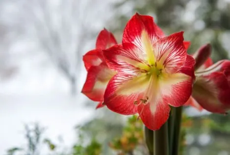Adiós a la flor de Pascua: esta es la nueva tendencia de decoración para estas navidades