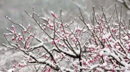 El árbol frutal perfecto para plantar a finales de noviembre: no levanta el suelo y crece rápido