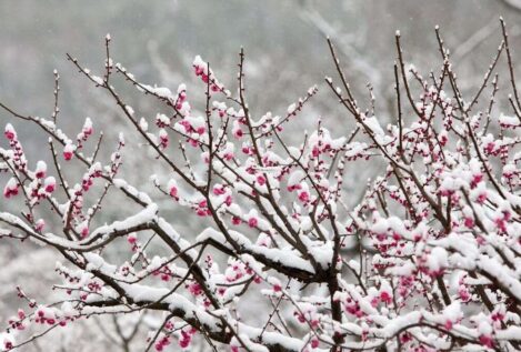 El árbol frutal perfecto para plantar a finales de noviembre: no levanta el suelo y crece rápido