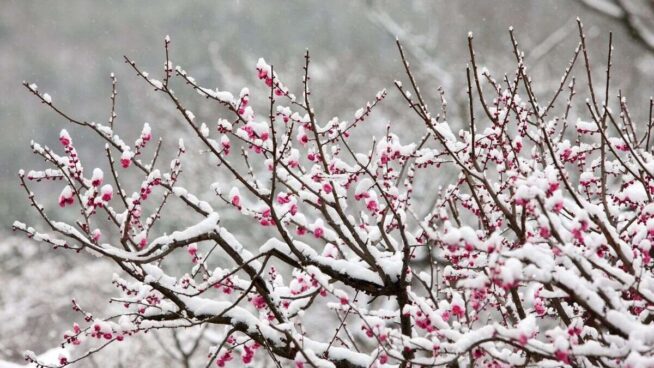 El árbol frutal perfecto para plantar a finales de noviembre: no levanta el suelo y crece rápido