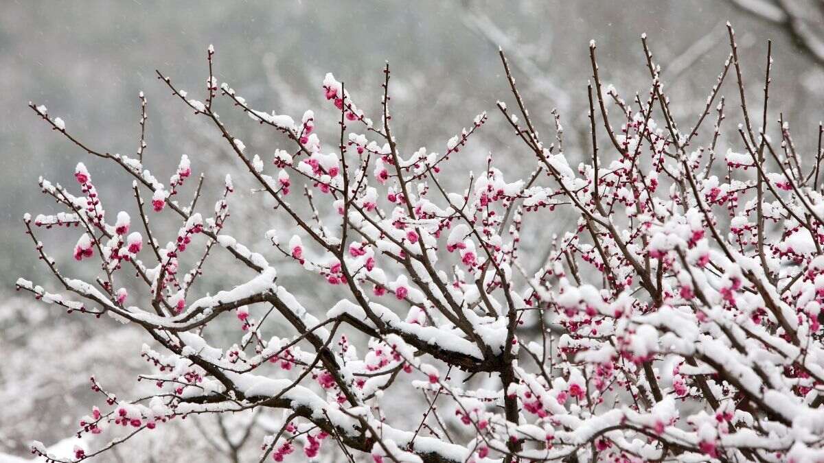 El árbol frutal perfecto para plantar a finales de noviembre: no levanta el suelo y crece rápido