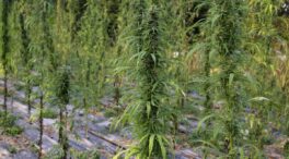 El cannabis medicinal acelera en España: 224 permisos de cultivo desde 2018