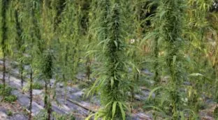 El cannabis medicinal acelera en España: 224 permisos de cultivo desde 2018