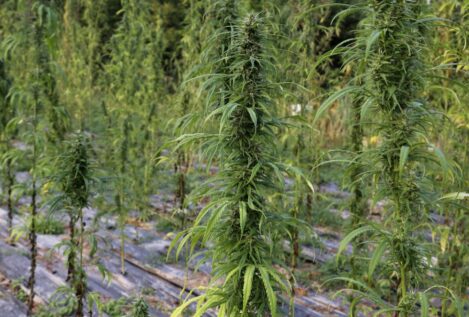 El cannabis medicinal acelera en España: 224 permisos de cultivo desde 2018