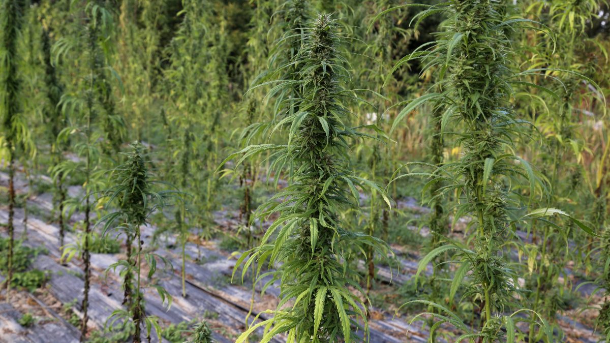 El cannabis medicinal acelera en España: 224 permisos de cultivo desde 2018