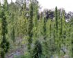 España es el principal exportador de cannabis ilícito de Europa y ya mueve 3.000 millones