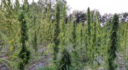 España es el principal exportador de cannabis ilícito de Europa y ya mueve 3.000 millones