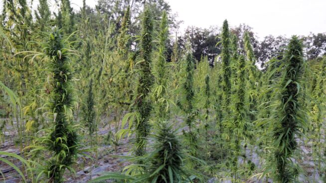 España es el principal exportador de cannabis ilícito de Europa y ya mueve 3.000 millones