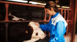 ¿Es la industria de la carne de vacuno compatible con la sostenibilidad?