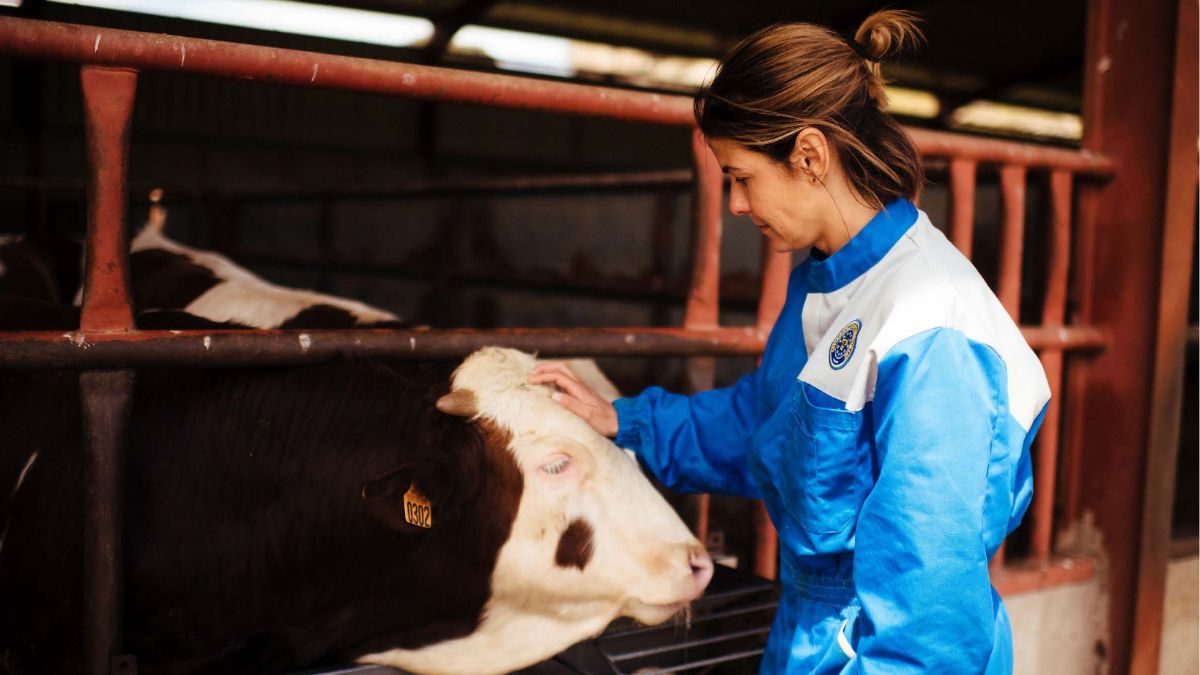 ¿Es la industria de la carne de vacuno compatible con la sostenibilidad?