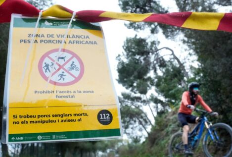 Cataluña pide el despliegue de la UME ante el brote de peste porcina africana