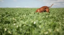 Guía para cultivar plantas forrajeras: qué tipos existen y cómo conservar el cultivo