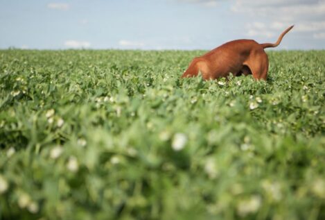 Guía para cultivar plantas forrajeras: qué tipos existen y cómo conservar el cultivo