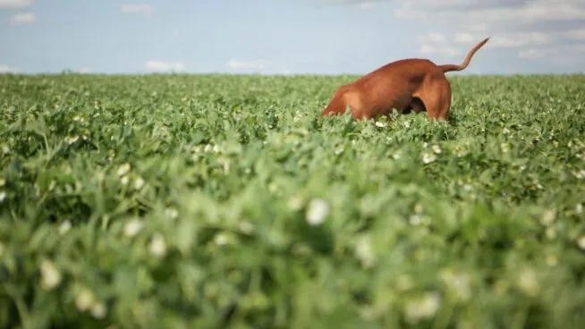 Guía para cultivar plantas forrajeras: qué tipos existen y cómo conservar el cultivo