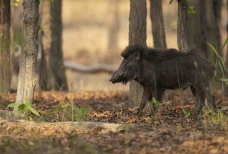 Marruecos quiere exportar carne de jabalí y desata un debate por su dimensión religiosa