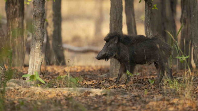Las investigaciones en curso no logran esclarecer el origen del brote de peste porcina
