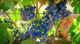 Límites para las nuevas plantaciones de viñedo en la DOP Ribera del Duero para 2026